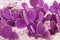 Tinted purple cacti close-up, creative background. Minimal Fashion Still life