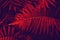 Tinted tropical leaves in the red color. Natural red and blue background leaves of decorative fern in the tropics. dark background