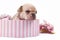 Tiny 3 weeks old cream lilac fawn colored French Bulldog dog puppy with blue eyes in pink box on white background