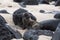 Tiny adorable Galapagos sea lion pup with sandy face seen in closeup staring