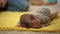 Tiny adorable infant girl lying on belly trying to crawl, newborn development