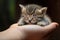 A tiny adorable kitten sleeps soundly, cradled in the warmth of a gentle hand, The kitten sleeps in my palm, AI Generated