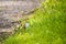 Tiny adult eastern chipping sparrow seen in profile in breeding plumage standing on the ground