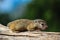 A tiny African Tree Squirrel resting on a branch.