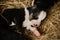 A tiny Alaskan husky from kennel of northern sled dogs sleeps lying on hay. The mongrel puppy was recently born, eyes