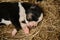 A tiny Alaskan husky from kennel of northern sled dogs sleeps lying on hay. The mongrel puppy was recently born, eyes