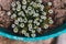 Tiny alyssum plant with white flowers outdoor in blue pot