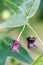 Tiny and amazing flower recorded in remaining of rainforest