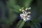 Tiny and amazing flower recorded in remaining of rainforest