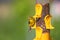 Tiny American Gold flinch bird on feeder