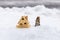 Tiny American red squirrel eating a peanut in winter next to a tiny toy wood house