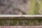 Tiny American Tree Sparrow perched on a wooden fence railing, so