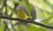 Tiny American Yellow Warbler Setophaga petechia