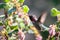 Tiny Anna`s Hummingbird drinking nectar