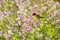 Tiny Anna`s Hummingbird drinking nectar from a wildflower