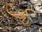Tiny Arizona bark scorpion, Centruroides sculpturatus, eating a midge, cECP 2019 v1