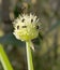 Tiny Australian Stingless Bees