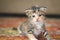 Tiny baby cat learning to walk on a red carpet