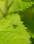 Tiny baby cricket insect on leaf - Phaneroptera, Katydid