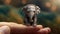Tiny Baby Elephant Held In Hand - Unreal Engine 5 Art