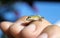 Tiny baby Green Anole Lizard, Georgia USA
