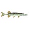 Tiny baby muskie Vector Art Fish Farm