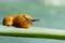 Tiny baby slug crawling on a green leaf.