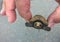 Tiny baby snapping turtle being held in fingers