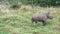 Tiny baby white rhino walks on grass