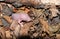 A tiny baby Wood Mouse Apodemus sylvaticus.