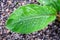 A tiny banana leaf from a green sapling with rain drops clinging across the blurred background.