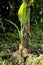 Tiny Banana Plant Thriving in the Jungle