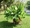 Tiny Banana Tree with Banana Fruits and Leaves