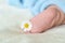 Tiny bare legs and feet of newborn covered with a blue soft warm blanket.medicinal plant chamomile between toes of baby