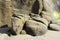 Tiny barnacles grow on sandstone