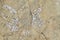 Tiny barnacles grow on sandstone
