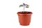 Tiny basil herb in brown plastic pot isolated