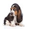 Tiny basset hound puppy looking away. isolated on white background