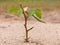 Tiny Bean Plant On A Sandy Background
