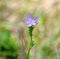 Tiny beauty in the grass