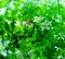 Tiny bee collecting nectar from coriander flowers