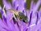 Tiny Bee In Knapweed Flower