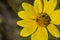 Tiny bee ventures out across a Yellow Osteospermum