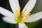 A tiny bee visiting the flower of a rain lily