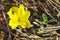 Tiny Bee on a Yellow Primrose Oenothera Drummondii Flower