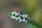 Tiny Beetle on Indian Heliotrope flowers