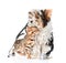 Tiny bengal cat and Biewer-Yorkshire terrier puppy with stethoscope. isolated