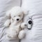 Tiny Bichon Frise puppy sleeps on bed generative AI