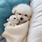 Tiny Bichon Frise puppy sleeps with toy bear generative AI