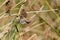 A tiny bird flying between a marsh grass. Bushtit at Oso Flaco Lake  California